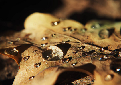 雨后的水滴落在黄叶上