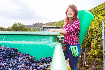 美丽的年轻女子在葡萄园外采摘葡萄