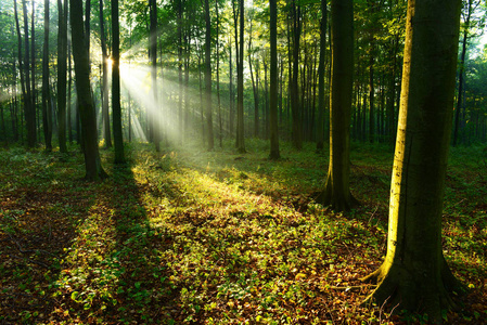 秋天森林里美丽的朝阳