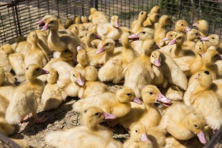 黄鸭在一个盒子里, 从金属网卖到集市上。孵化小鸭出售。农业。农业