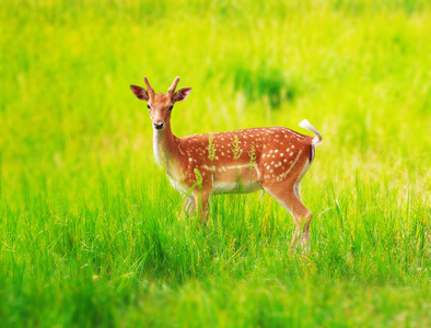草地上的鹿很可爱