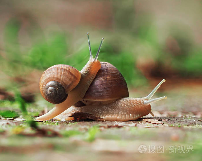 蜗牛在地上爬行小蜗牛在大蜗牛