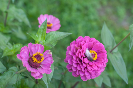 城市里的花。 花坛和花园上的花。