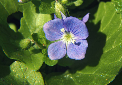 野生蓝花宏