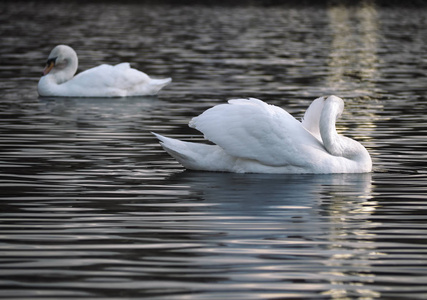 白色天鹅在水里摆姿势
