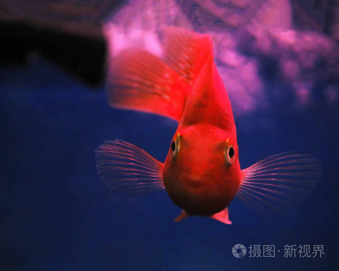 金色的红鱼在水下出汗,靠近岩石,脸上的肖像