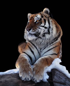 老虎被隔离在雪的黑色地板上
