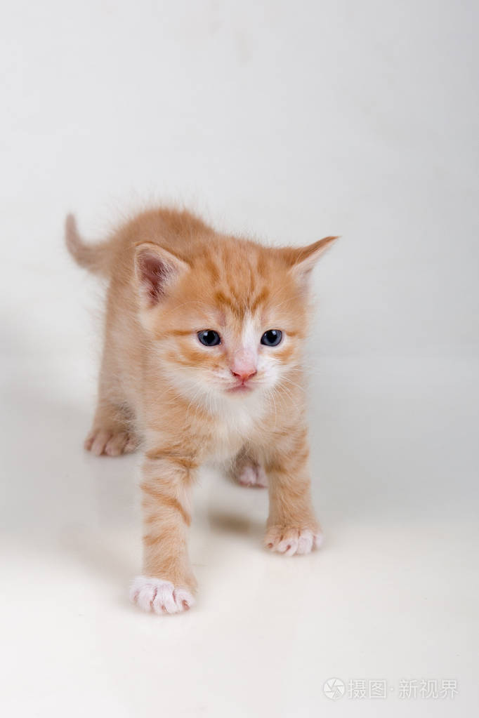 小可爱的多色小猫在白色背景上玩耍