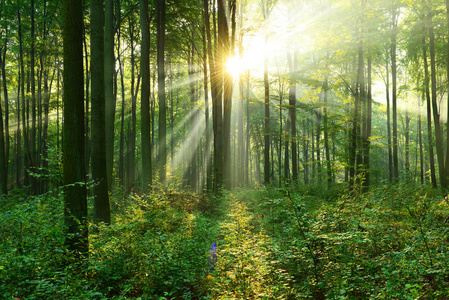 秋天森林里美丽的朝阳照片