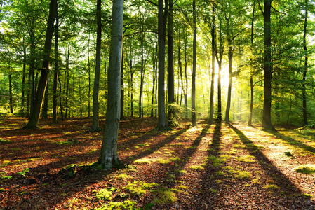 美丽的早晨，秋天的森林里有阳光