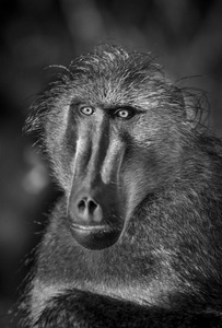 非洲野生自然界中的狒狒猴子图片