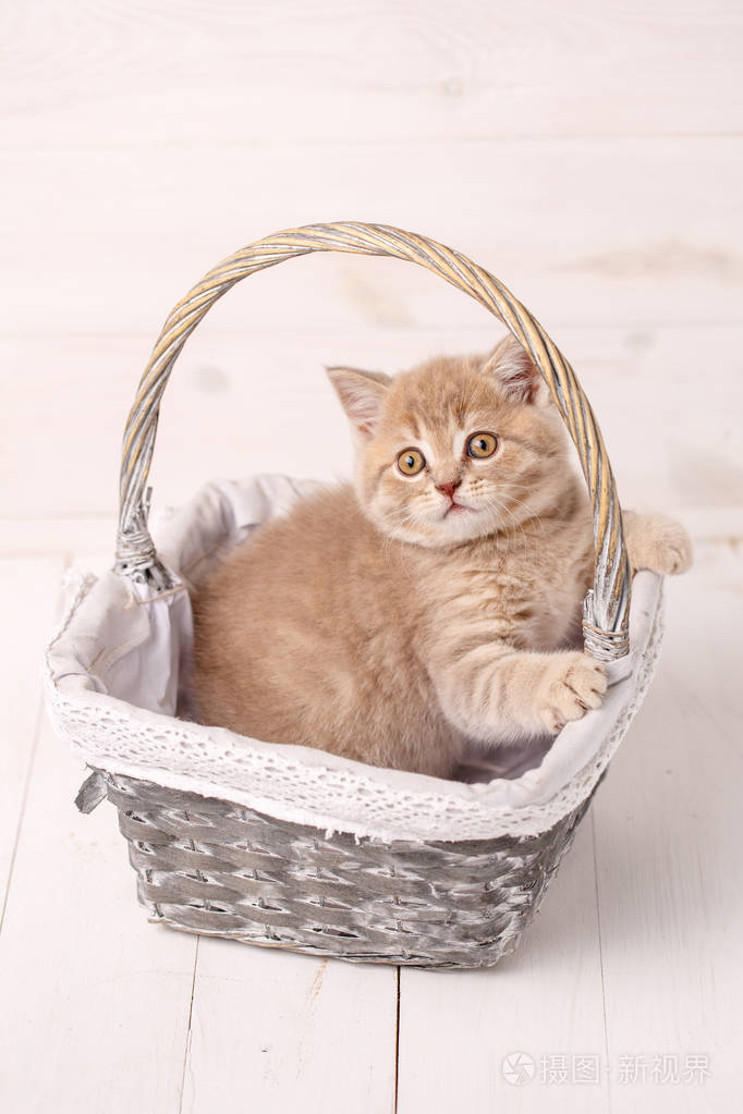 奶油色苏格兰海峡猫坐在柳条篮子里.一只顽皮的小猫