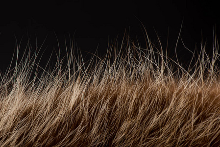 动物的头发靠近。 毛皮纹理