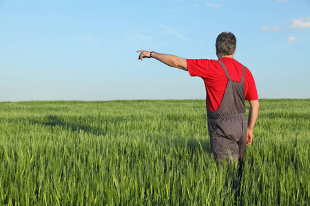 农民或农学家在春季检查小麦品质，并指指点点
