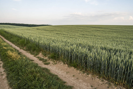 年轻的绿色麦子耳朵在一个美丽的领域与黄昏日落天空。成熟的耳朵小麦。农业。天然产品