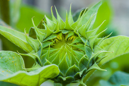 绽放的向日葵花向日葵花蕾即将绽放照片