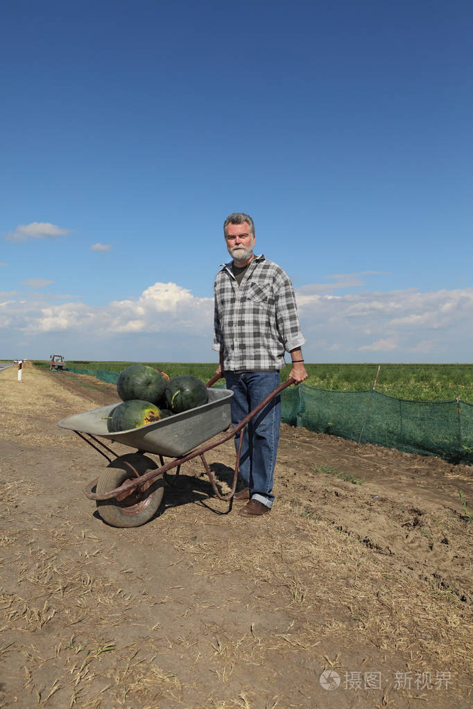 农民从田里用手推车运送西瓜