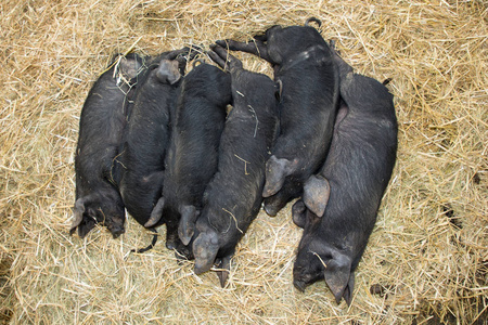 一些黑猪成群地躺在农场的草棚里