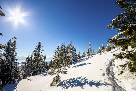 白雪覆盖了喀尔巴阡山的松树，冬天阳光明媚。