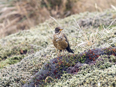 falkland thrushturdusfaclandii是当地特有的物种胴体falklandmalvinas