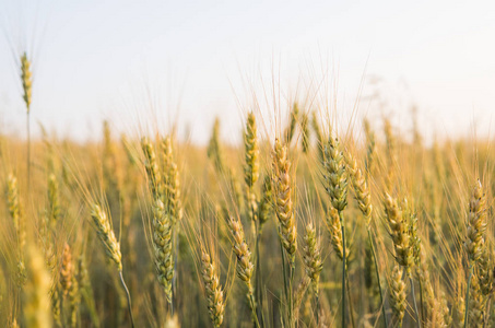 黄色和绿色的年轻小麦耳朵在田野上。成熟的耳朵小麦。农业。天然产品