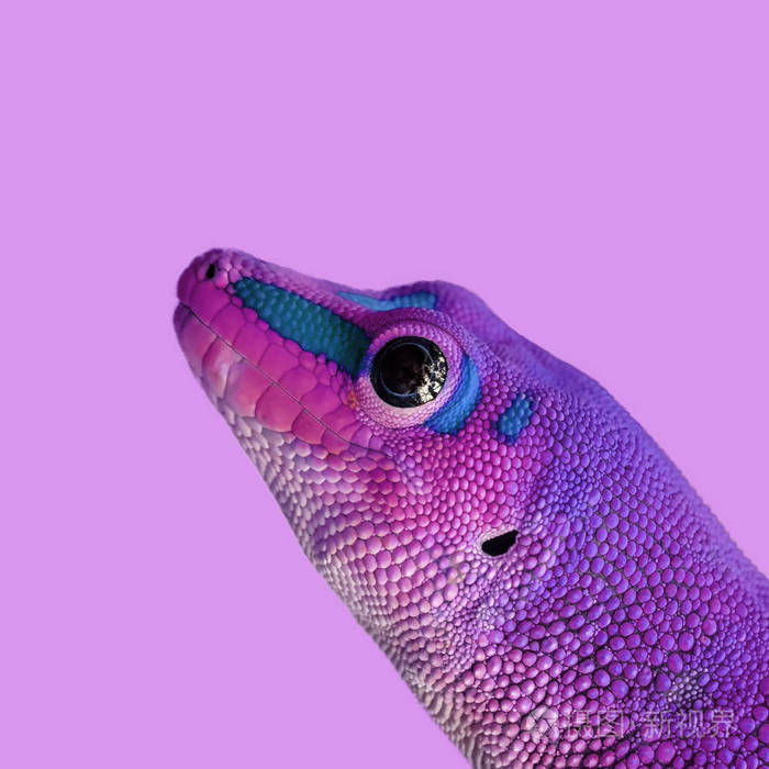 卑鄙的艺术拼贴颜色背景上的紫色蜥蜴