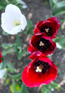 三朵红白郁金香花的俯视图。 公园里盛开的花。 花的颜色。