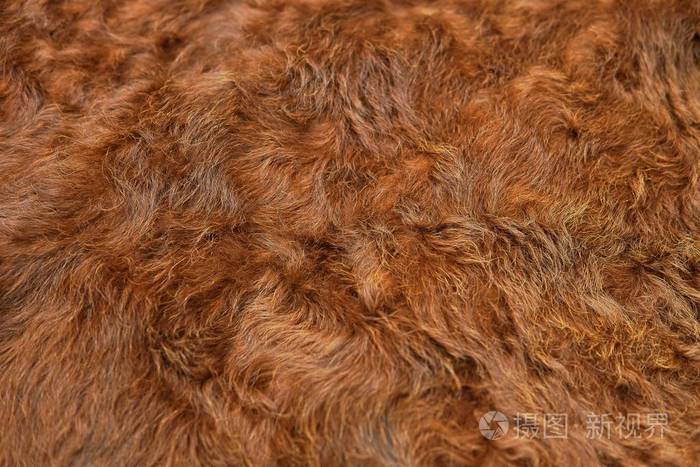 毛皮牛皮质地背景的动物毛发天然蓬松棕色牛皮皮肤