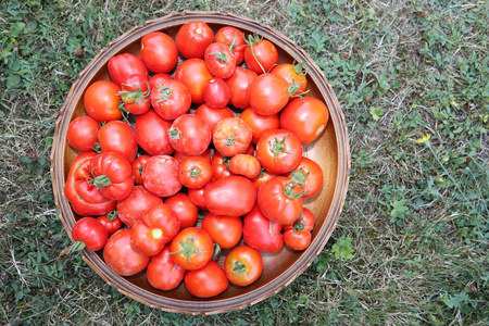 夏季草篮中有机西红柿