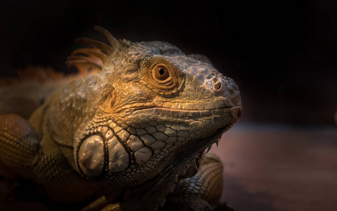 舔和摆姿势绿色鬣蜥从后面绿色鬣蜥绿鬣蜥特写肖像鬣蜥特写野生鬣蜥龙