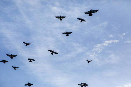 一群鸽子飞向蓝天