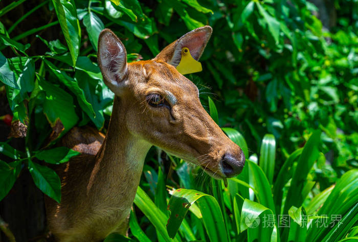 耳朵上有标签的鹿的肖像