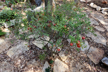 在花园里的石榴树上成熟的红果