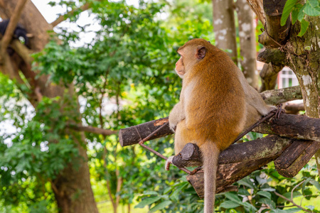 泰国一个开放的动物园里,猴子在树上的背面. 猴子在找东西.照片