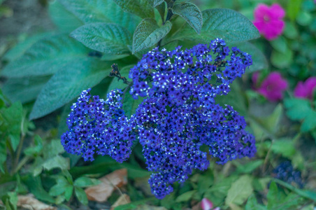 城市里的花。 花坛和花园上的花。