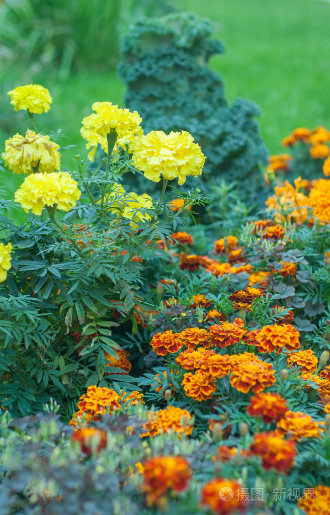 城市里的花花坛和花园上的花