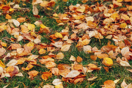 秋日公园背景下绿草上的秋黄叶
