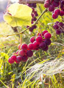 葡萄园葡萄园红叶浆果与阳光日落