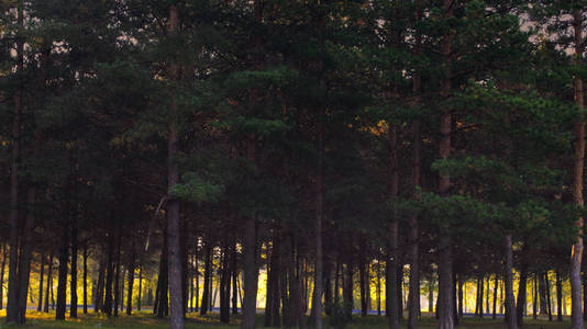 秋天在公园里美丽的早晨森林绿树自然