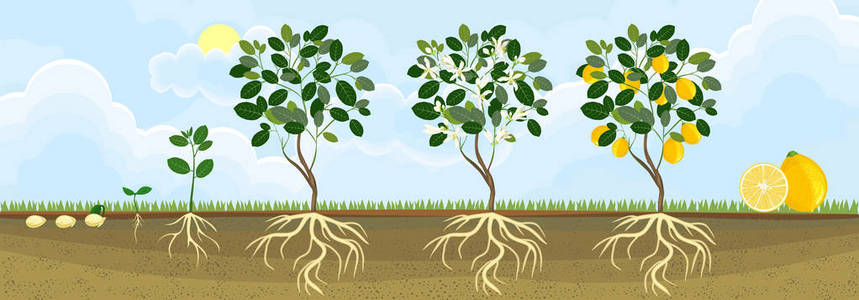 柠檬树的生命周期。 从种子和芽到成年植物与果实的生长阶段