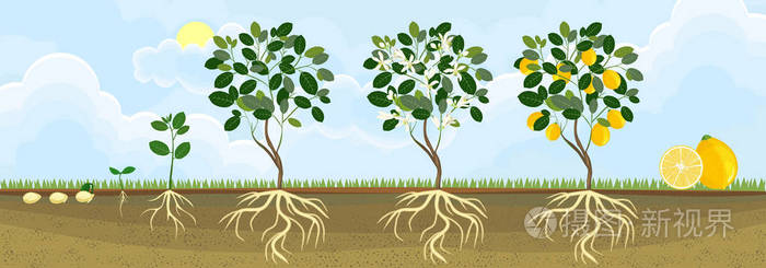 柠檬树的生命周期从种子和芽到成年植物与果实的生长阶段