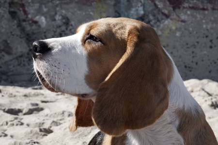 比格犬的肖像