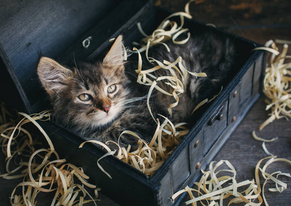 躺在盒子里的一只小巧蓬松的小猫