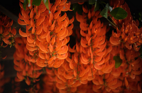 美丽的新几内亚葡萄树或红萝蔓在花园里开花照片