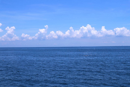 s whale eating food in Gulf of Thailand