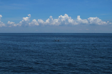 s whale eating food in Gulf of Thailand