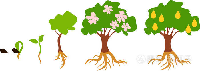 大树的成长过程简图图片