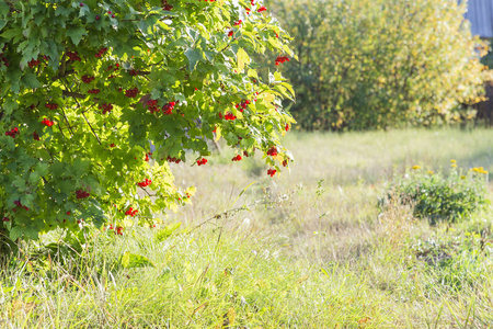 有阳光明媚的秋天景观的自然背景。 收获。 一种成熟的红色的有疗效的健康的生长在花园里的树