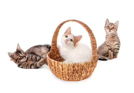 白色背景上可爱的小猫和柳条篮子