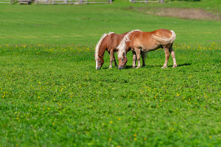 两匹棕色的马 grasing 在草地上